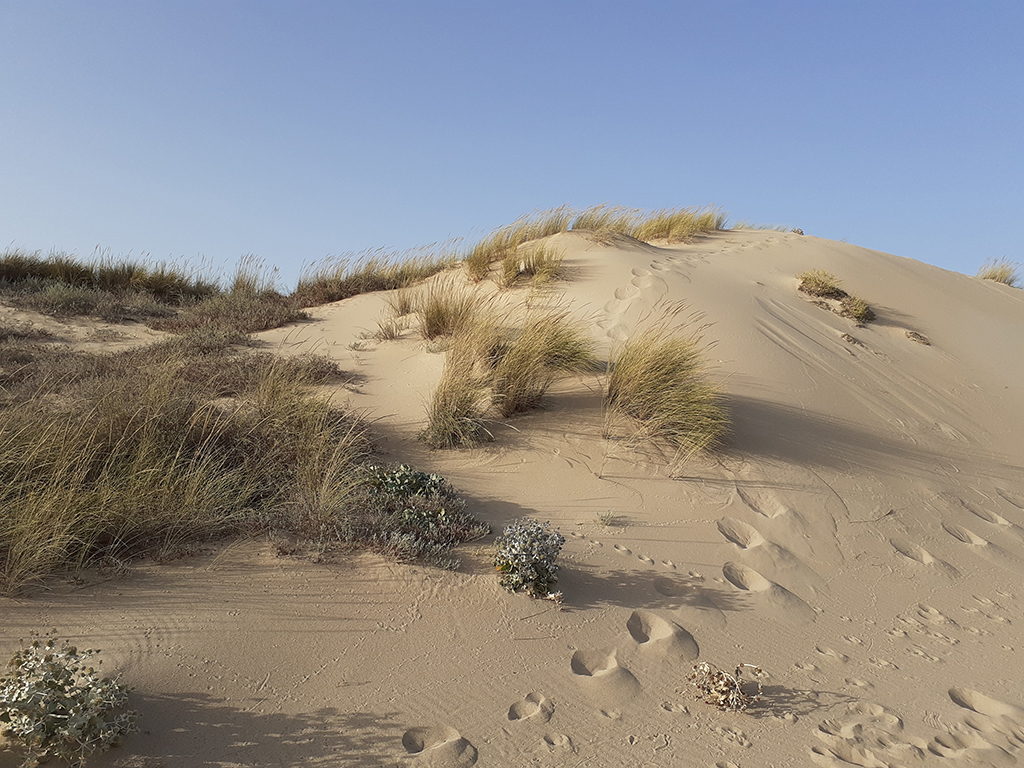 Sand dune with little amount of desert fauna.